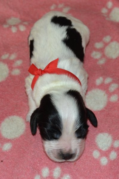 7-fenka, červená st..JPG